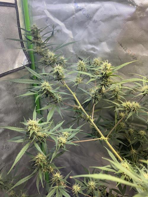 Cat piss auto!. Week 8