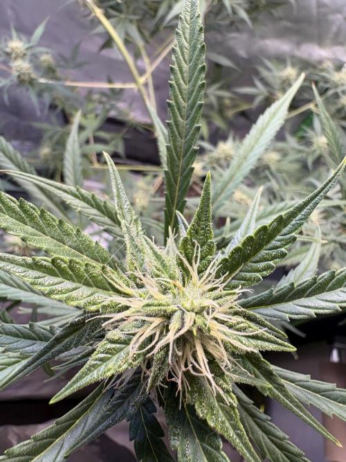 Cat piss auto!. Week 8