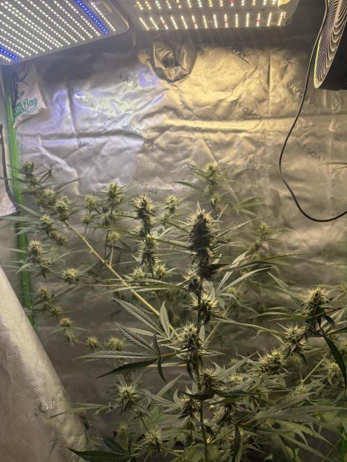 Cat piss auto!. Week 8