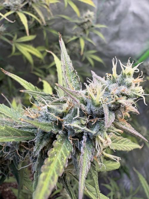 Cat piss auto!. Week 9