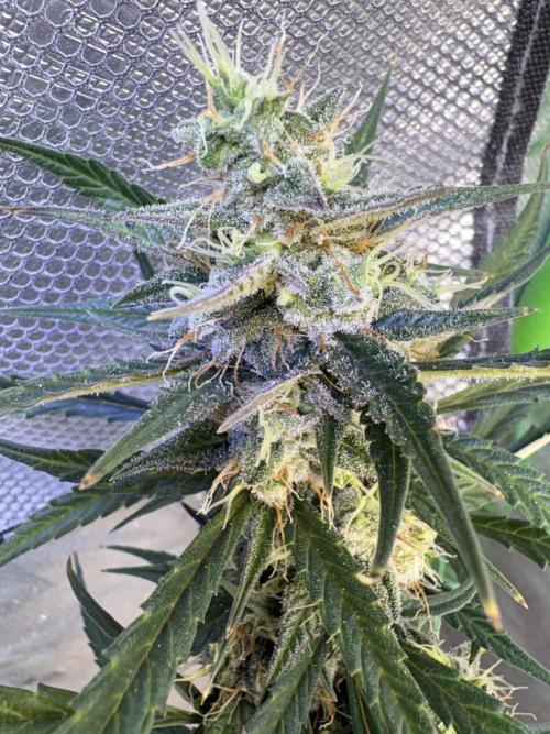 Cat piss auto!. Week 9