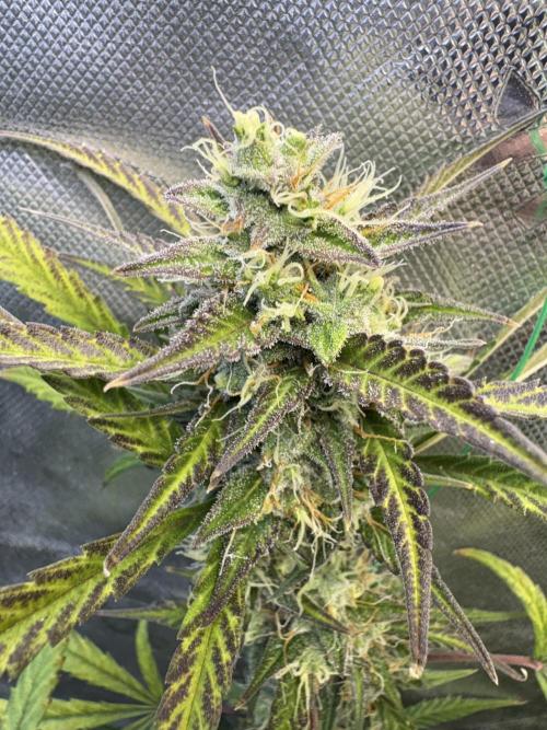 Cat piss auto!. Week 9