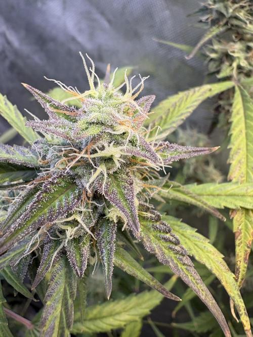 Cat piss auto!. Week 9