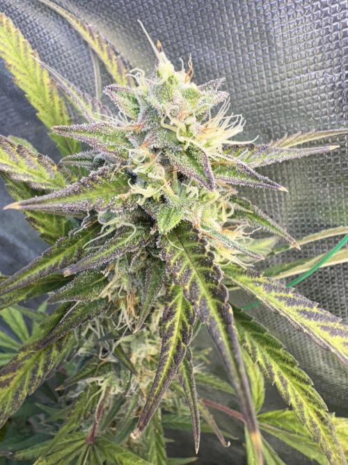 Cat piss auto!. Week 9
