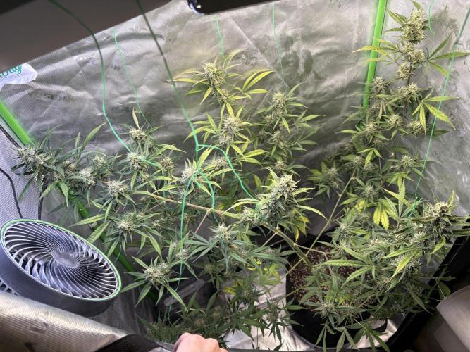 Cat piss auto!. Week 9