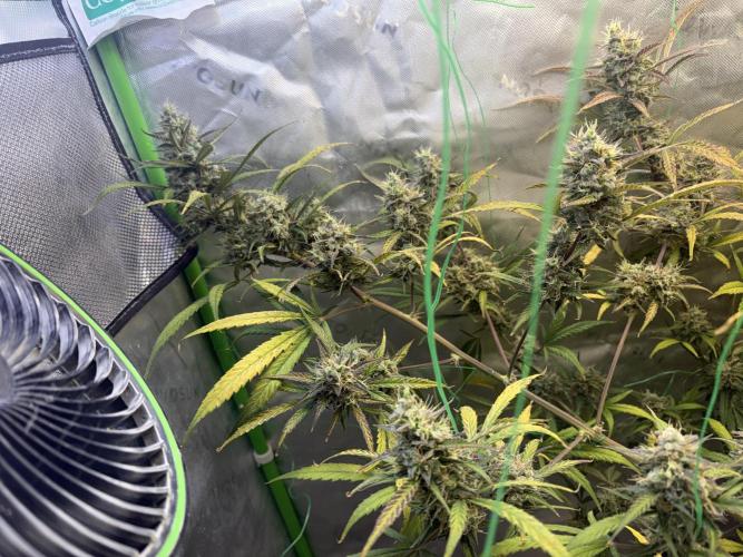 Cat piss auto!. Week 10
