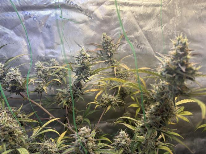 Cat piss auto!. Week 10