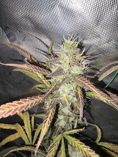 Cat piss auto!. Week 10