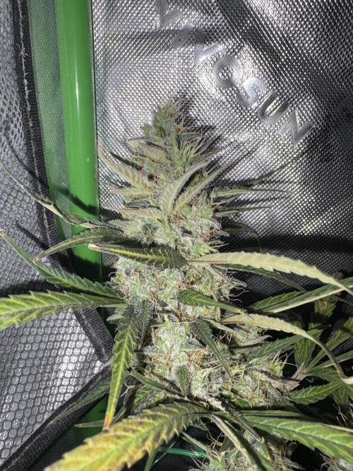 Cat piss auto!. Week 10