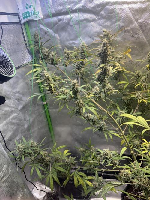 Cat piss auto!. Week 10