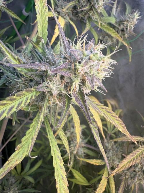 Cat piss auto!. Week 10