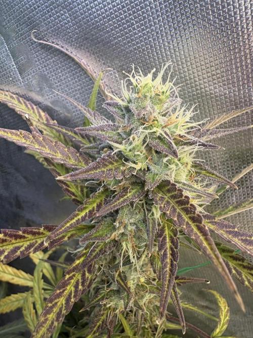 Cat piss auto!. Week 10