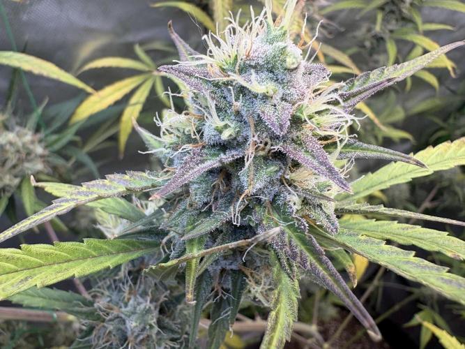 Cat piss auto!. Week 10
