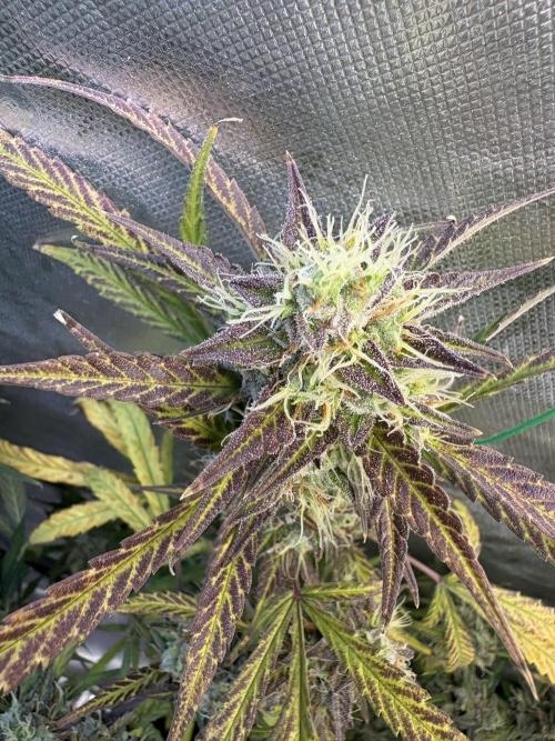 Cat piss auto!. Week 10