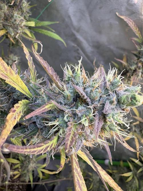 Cat piss auto!. Week 11