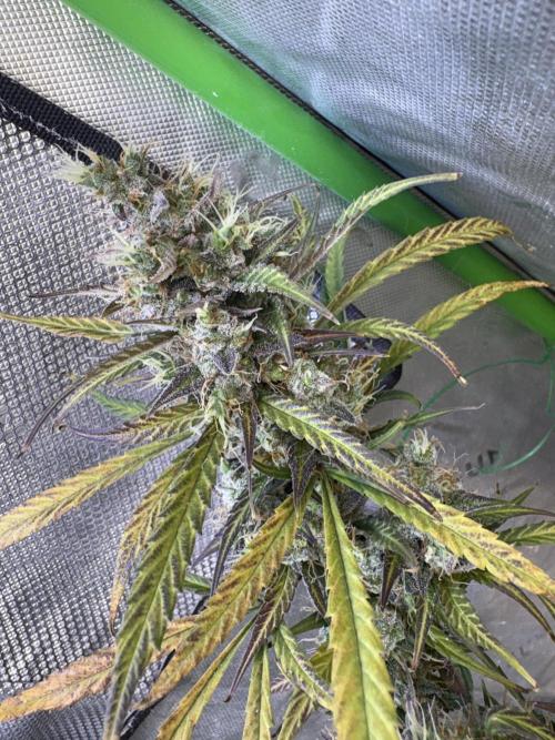 Cat piss auto!. Week 11