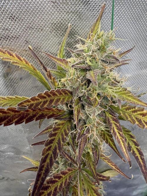 Cat piss auto!. Week 11