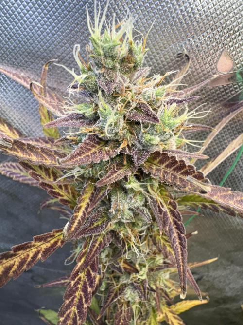 Cat piss auto!. Week 11