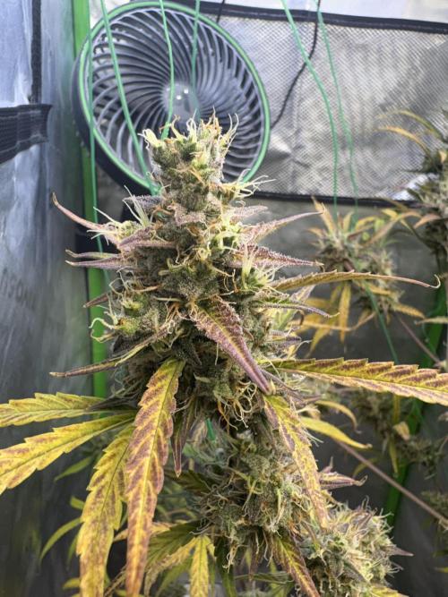 Cat piss auto!. Week 11
