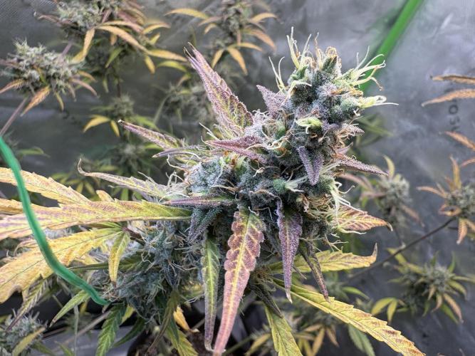 Cat piss auto!. Week 11