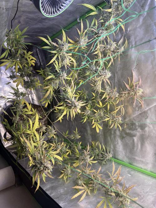 Cat piss auto!. Week 11