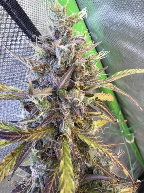 Cat piss auto!. Week 12