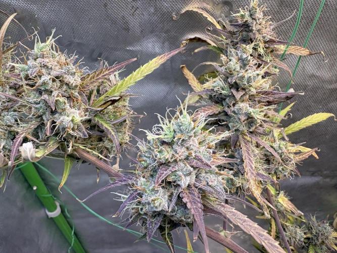 Cat piss auto!. Week 12