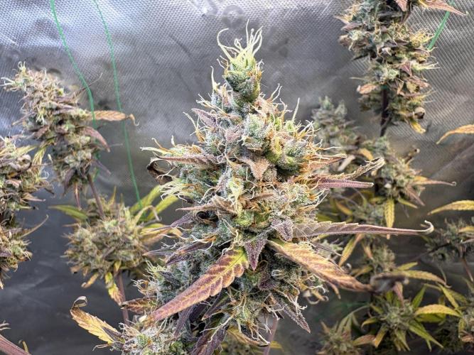 Cat piss auto!. Week 12