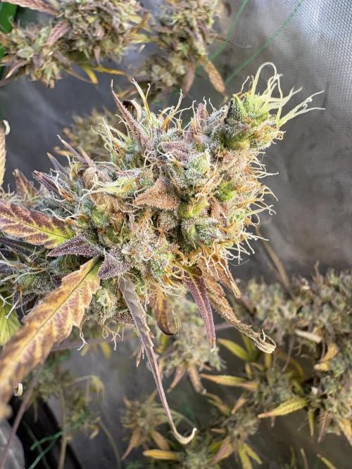 Cat piss auto!. Week 12