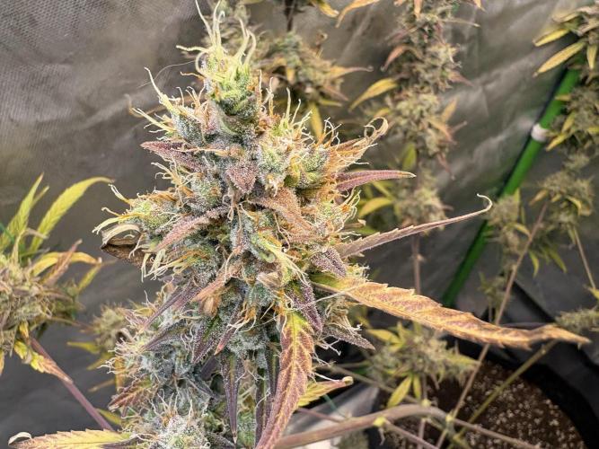 Cat piss auto!. Week 12