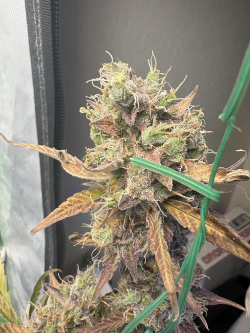 Cat piss auto!. Week 13
