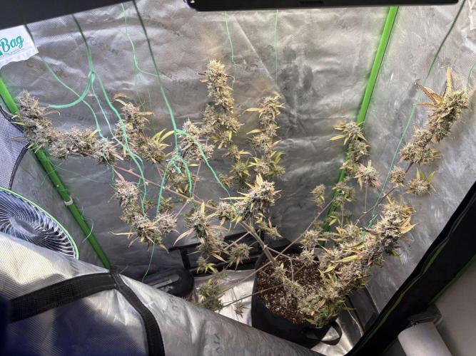 Cat piss auto!. Week 13