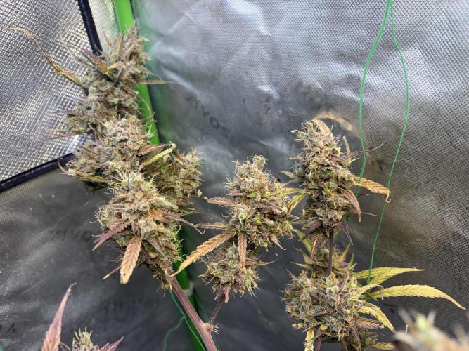 Cat piss auto!. Week 13