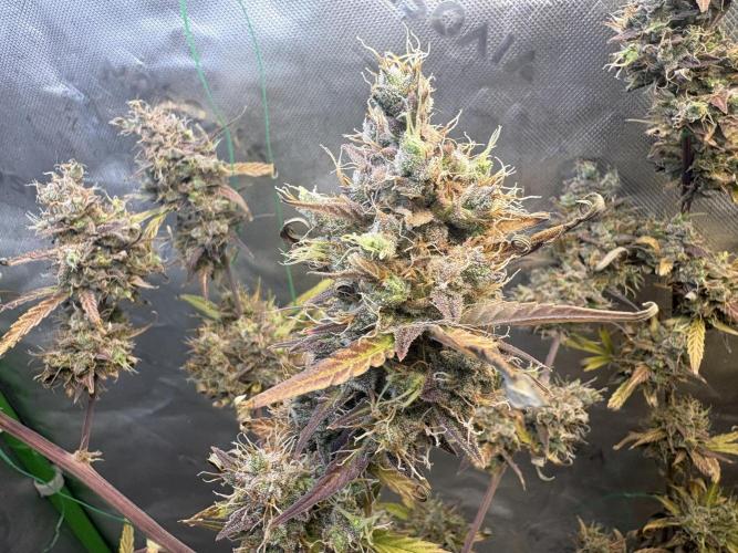 Cat piss auto!. Week 13