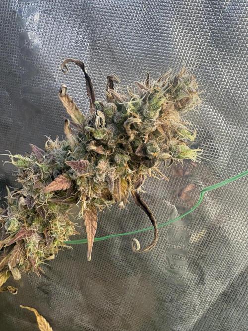 Cat piss auto!. Week 13