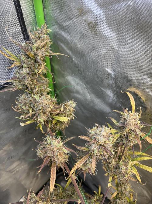 Cat piss auto!. Week 13