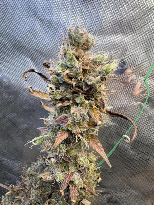 Cat piss auto!. Week 13