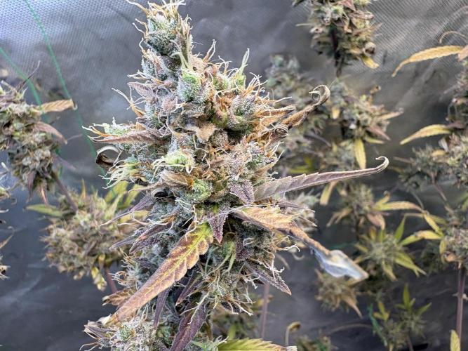 Cat piss auto!. Week 13