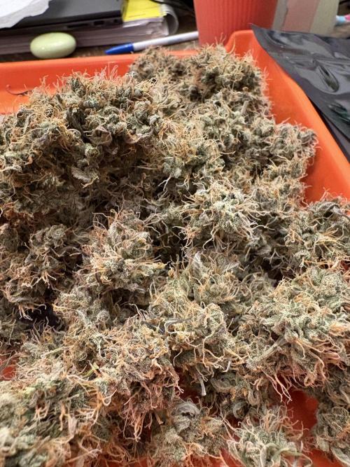 Cat piss auto!. Week 14