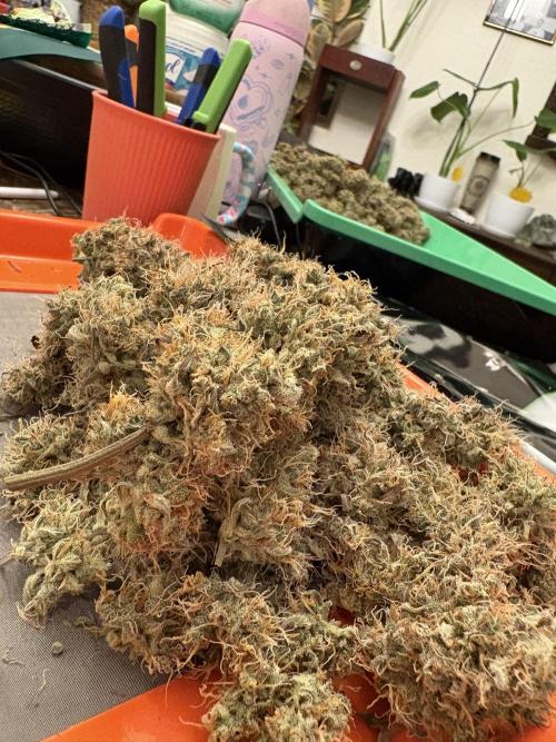 Cat piss auto!. Week 14