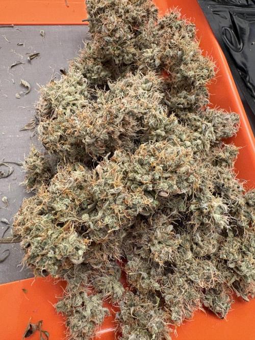 Cat piss auto!. Week 14