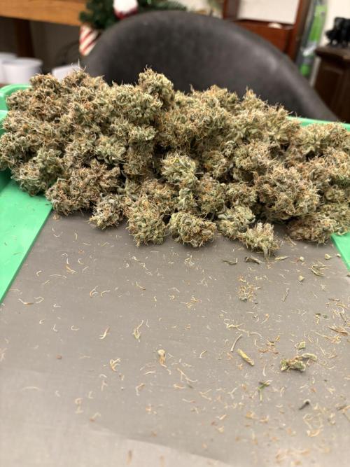 Cat piss auto!. Week 14