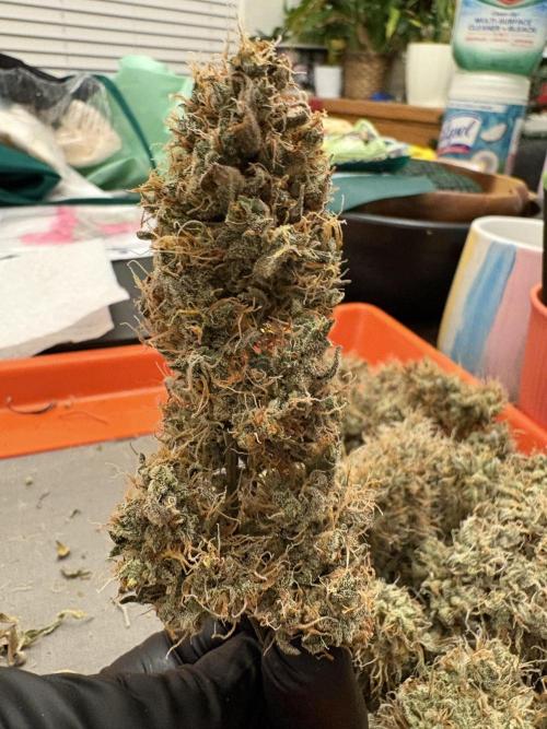 Cat piss auto!. Week 14