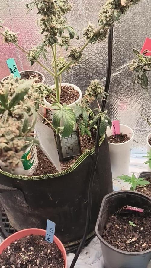 unknown strains