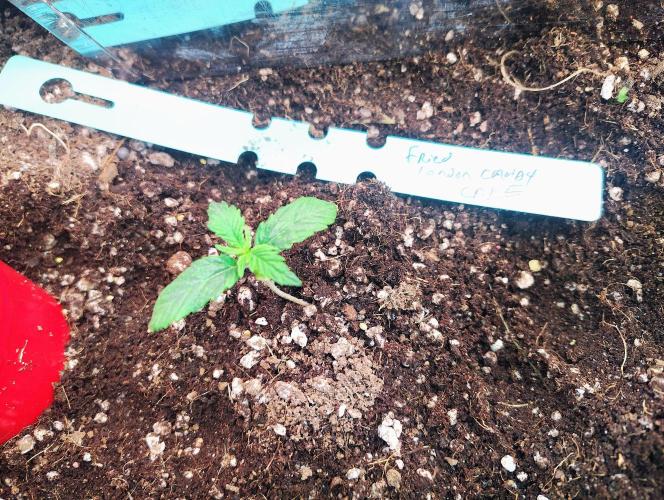 Heady OG , (2025) 420 mix pack autos. Week 0