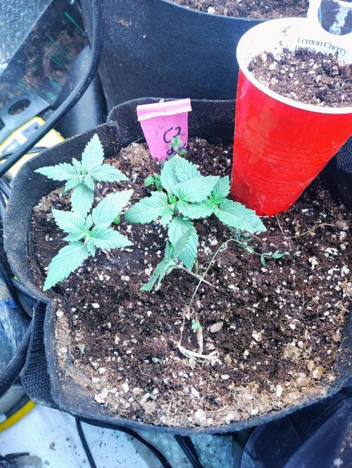 Heady OG , (2025) 420 mix pack autos. Week 0