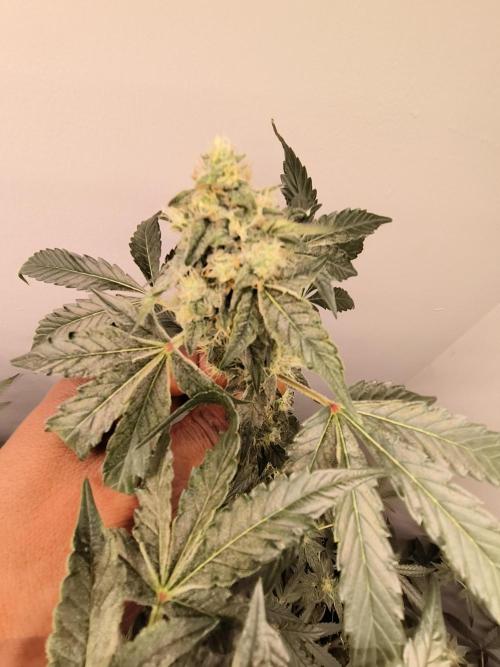 Heady OG , (2025) 420 mix pack autos. Week 6