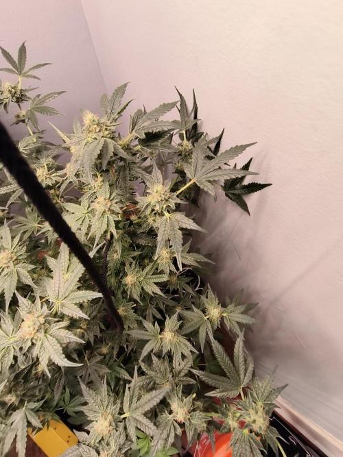 Heady OG , (2025) 420 mix pack autos. Week 6