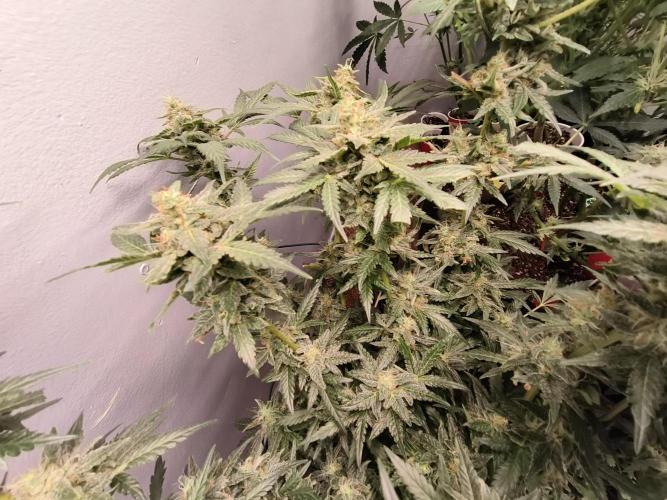 Heady OG , (2025) 420 mix pack autos. Week 6