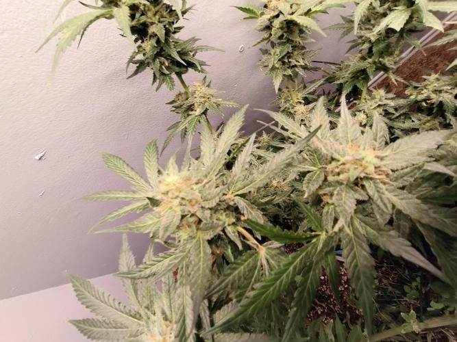 Heady OG , (2025) 420 mix pack autos. Week 6